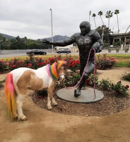 miniature-ponyrainbowdapperatrosebowl