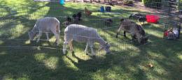 petting-zoo-3teres