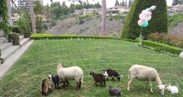 petting-zoo-cindy1