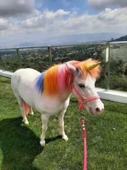 pony-miniature-rainbow-unicorn