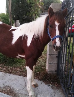 pony-pinto-teresa-