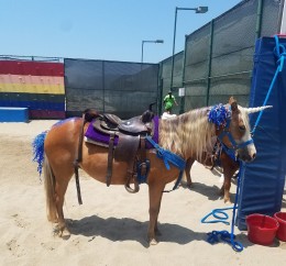 pony-unicorn-wen