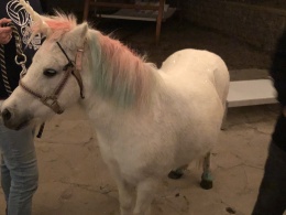 pony-white-teresa